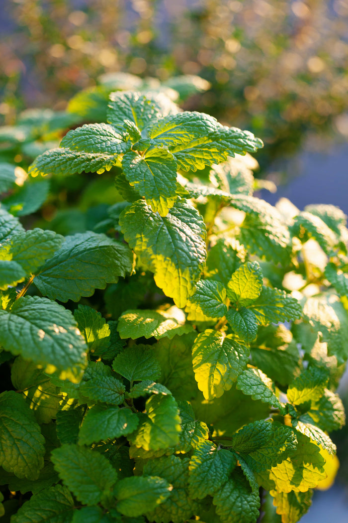 Dehydrated lemon balm