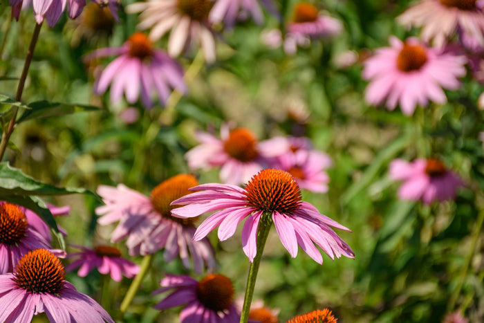 Dehydrated echinacea