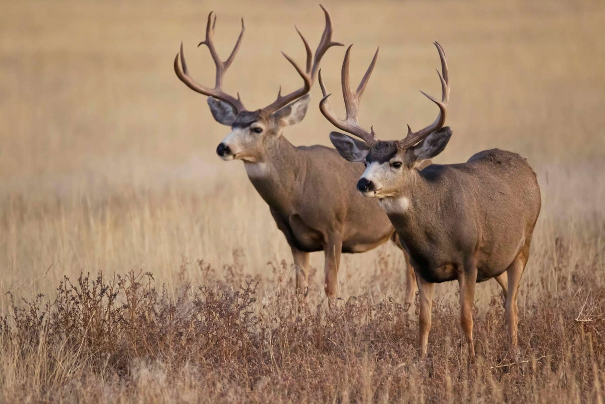 Hunting and using dehydrators to store large amounts of meat
