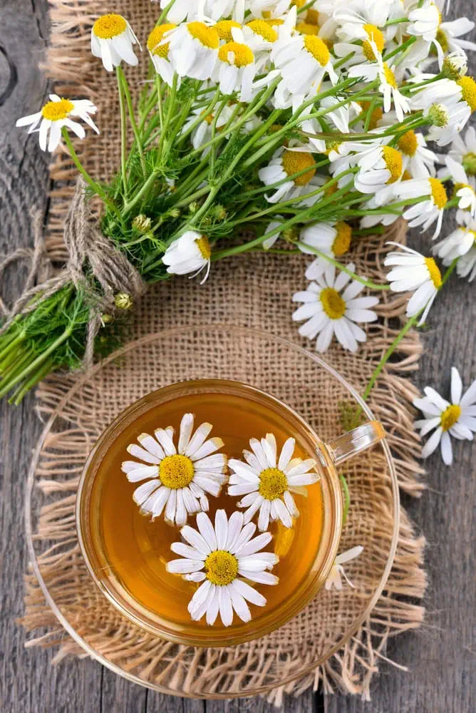 Chamomile and Apricot Tea | Commercial Dehydrators