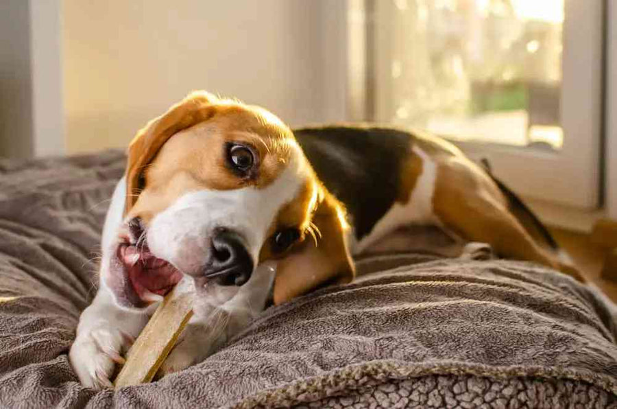 Dehydrated Pumpkin-Apple Chews for Dogs