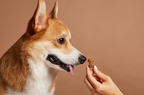 Homemade dehydrated dog biscuits