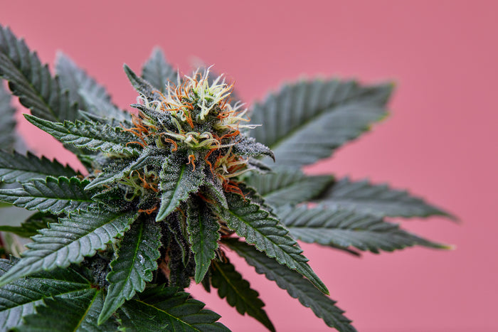 Hemp flower on the plant