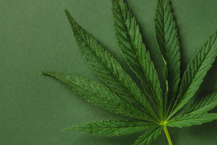 Cannabis fan leaf