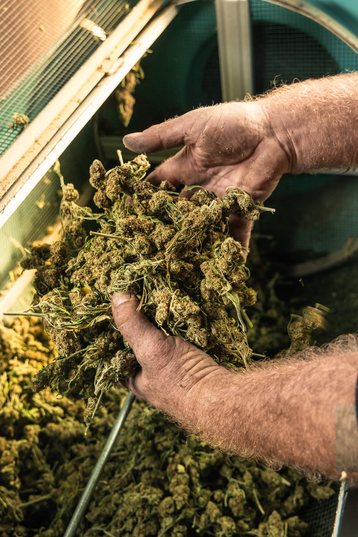 Hands holding freshly harvested cannabis flower