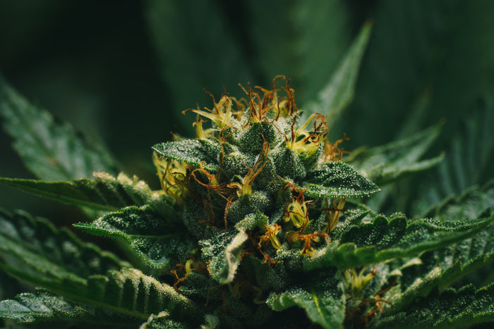 Blooming CBD cannabis flower