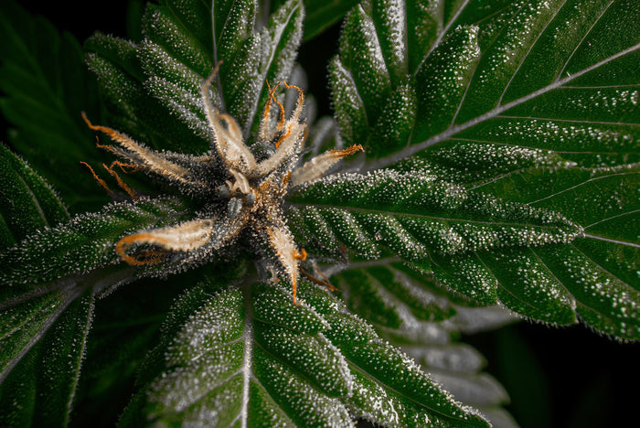 Resin-coated sugar leaves on a cannabis bud