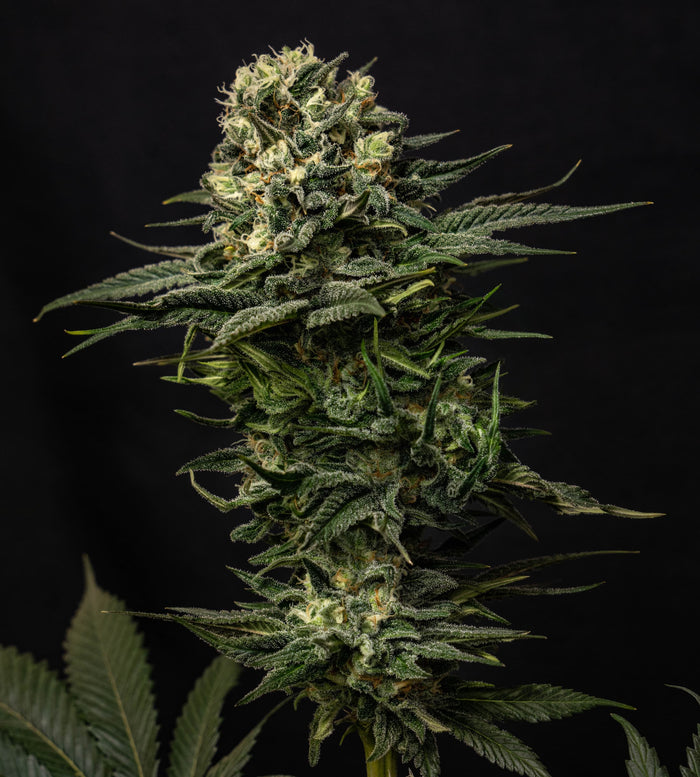 Whole cannabis flower bud