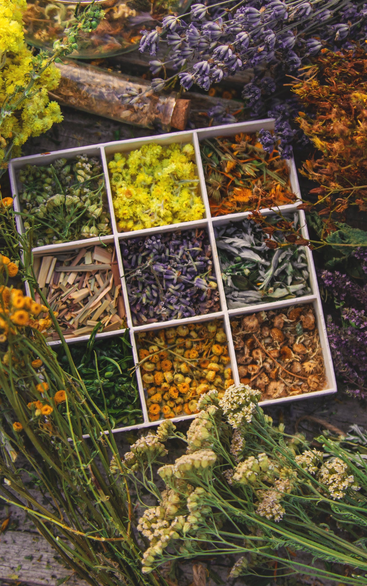 Fresh and dried medicinal herbs on a table