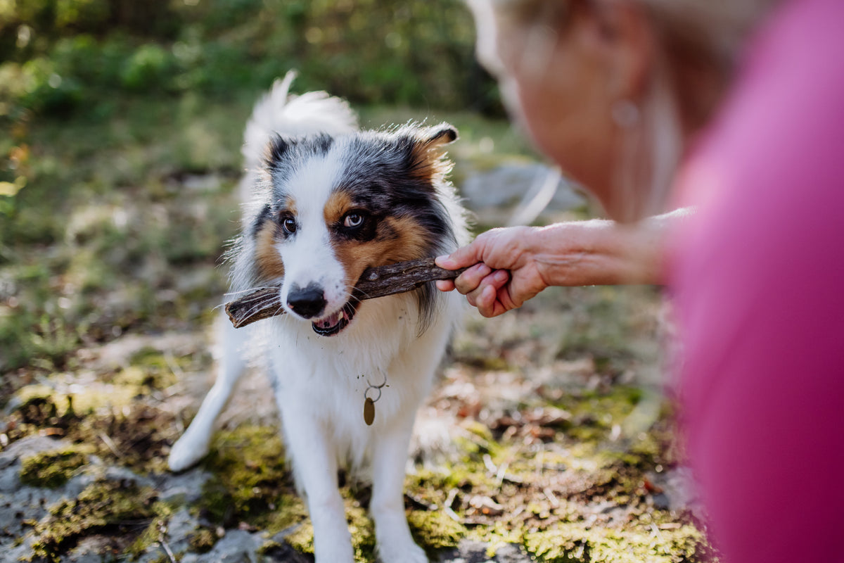 Woman training her dog with a homemade treat